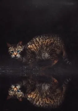 Stray cat portrait with reflection Stock Photos