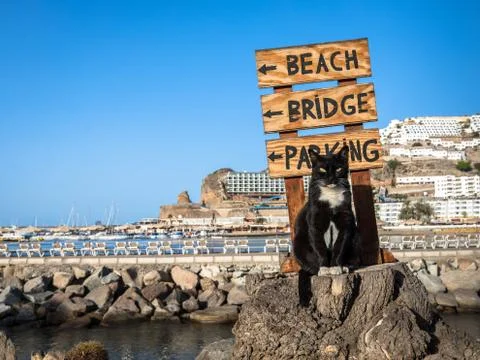 A stray cat posing on a tree stump in front of a sign pointing at the beach in Stock Photos