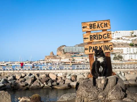 A stray cat posing on a tree stump in front of a sign pointing at the beach in Stock Photos