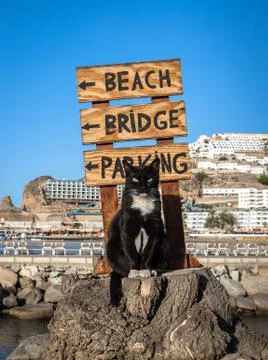 A stray cat posing on a tree stump in front of a sign pointing at the beach in Foto stock