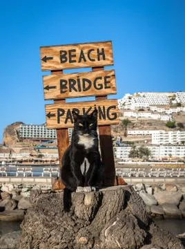 A stray cat posing on a tree stump in front of a sign pointing at the beach in Stock Photos