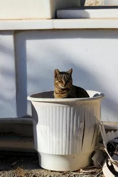 Stray cat in a pot Stock Photos