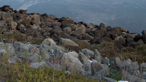 Stray Cat Prowling Over Rocks Next to River Video stock 171400928