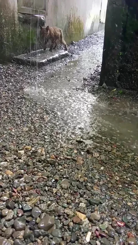 A stray cat in the rain Stock Footage 321815689