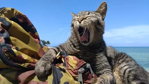Stray Cat Relaxing on a Bag in Springtime Japan Stock Footage 275901932