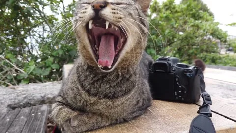 A stray cat relaxing next to a camera on a table outside Stock Footage 275901482