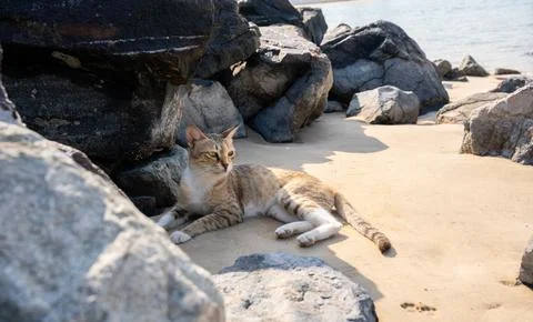 Stray cat resting on the beach among rocks Stock Photos
