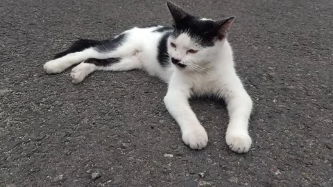 Stray Cat Resting Calmly on Quiet Residential Street in Afternoon Light Stock Footage 327428625