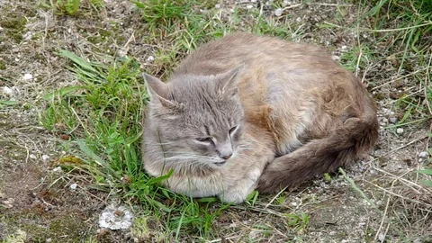 Stray cat resting Stock Footage 70429896