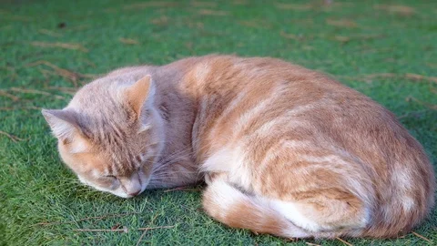 Stray cat resting Stock Footage 97179806