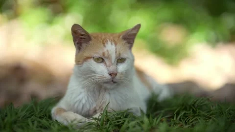A stray cat resting in the grass with shallow depth of field (4K) Stock Footage 346657436