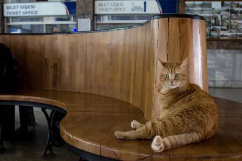 Stray cat resting in Istanbul Sirkeci train station's waiting room, Turkey. Stock Photos