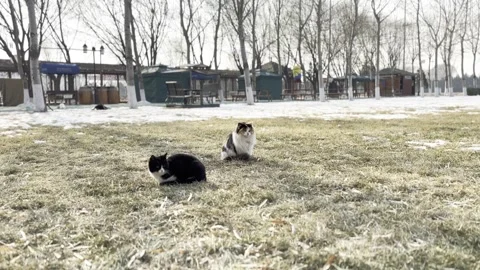 Stray cat resting on the lawn in winter Stock Footage 261950485