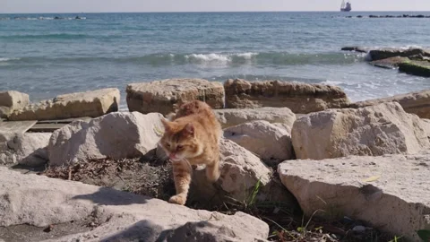 Stray cat resting outside in the sun by the sea, walks past the camera lens. Stock Footage 301230860