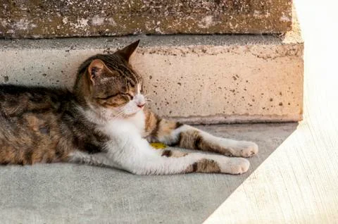 Stray cat resting Stock Photos
