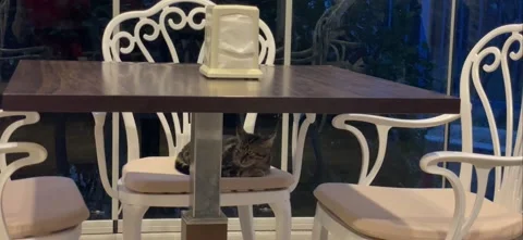 Stray cat resting on a restaurant Stock Footage 172224165