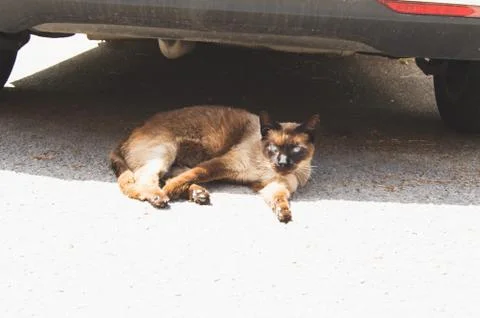 Stray cat resting on the road Stock Photos