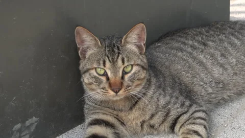 Stray cat resting in the shade to escape the heat Vídeo Stock 335550846