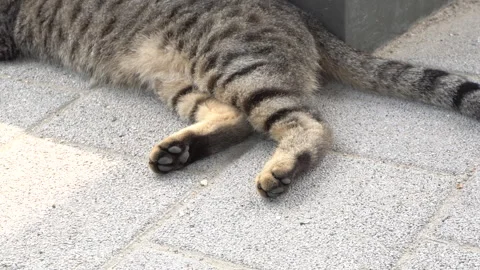 Stray cat resting in the shade to escape the heat Stock Footage 335550869