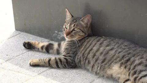 Stray cat resting in the shade to escape the heat Stock Footage 335550872