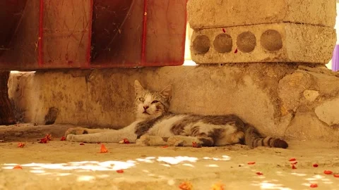 Stray cat resting in shade on hot summer day, symbol of survival urban wildlife Video stock 318141804