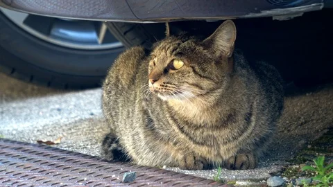 Stray cat resting under the car, 4K Stock Footage 99329763