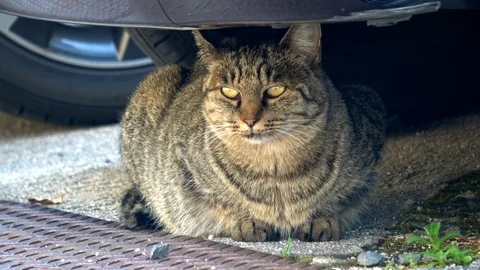 Stray cat resting under the car, 4K Stock Footage 99329843