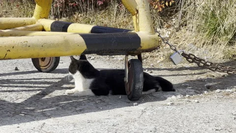 Stray cat resting under the shade Stock Footage 172004800