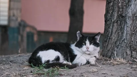 Stray Cat Resting Under Tree Stock Footage 284962879