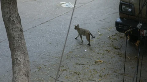 Stray-cat-roaming-in-the-street Stock Footage 128941597