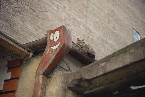 Stray cat on the rooftop Foto stock