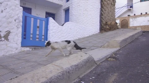 Stray cat running on footpath Stock Footage 85816060