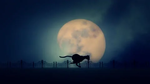 Stray Cat Running on a Rising Full Moon Background Stock Footage 57454310
