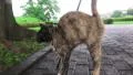 Stray Cat Says Meow / Hello To Cameraman On Rainy Day In Park With Audio HD HD 影片
