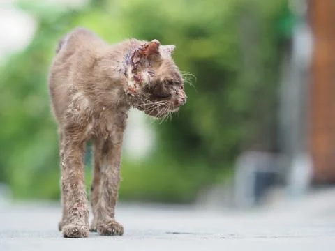 Stray cat scalded by boiling water, Stray cat, Homeless cat was left, Cat. Stock Photos