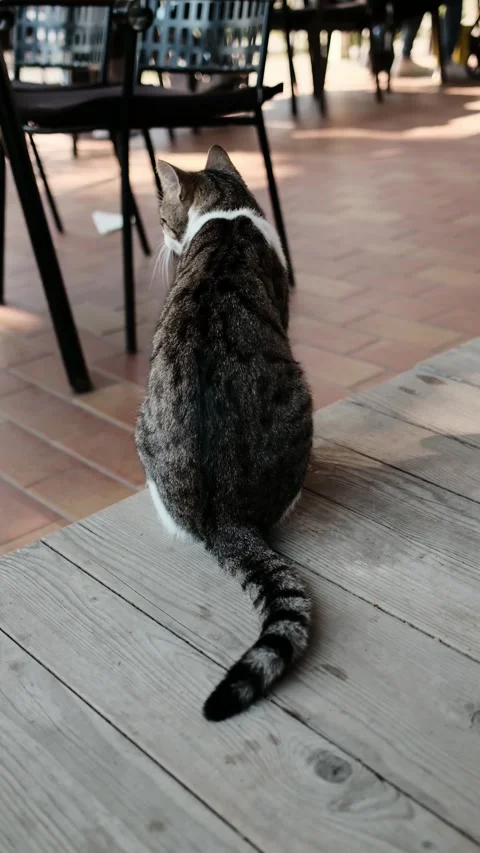 Stray cat scratching its ear with a hind leg on a wooden terrace of an outdoor Stock Footage 330539030