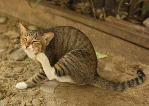 Stray cat scratching itself Stock-Fotos