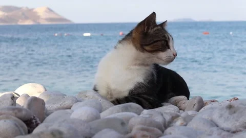 Stray cat by the sea. Stock Footage 163052875