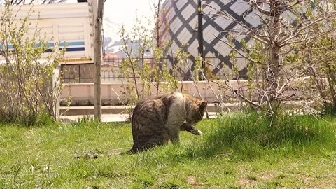 Stray Cat Self Grooming Behavior Cleaning Fur in Quiet Natural Garden Видео 333966668
