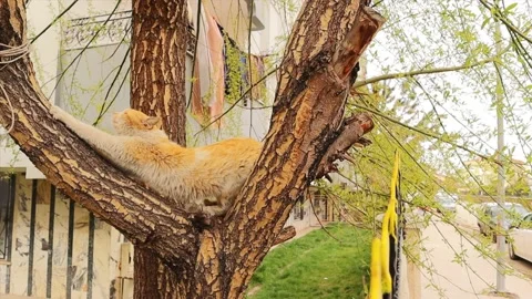 Stray cat sharpen, claws on a tree in the garden. Urban Wildlife Homeless pets Stock Footage 191989579