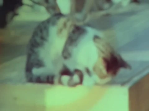 Stray Cat shot on Super 8mm film 動画素材 247133181