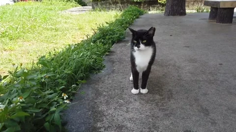 Stray Cat Showing Caution, Summer in Okinawa, Japan Stock Footage 275901230