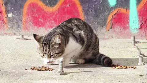 Stray cat on sidewalk eats cat food. Stock Footage 150211635