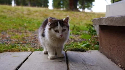 A stray cat sits on the doorstep Stock Footage 296864336