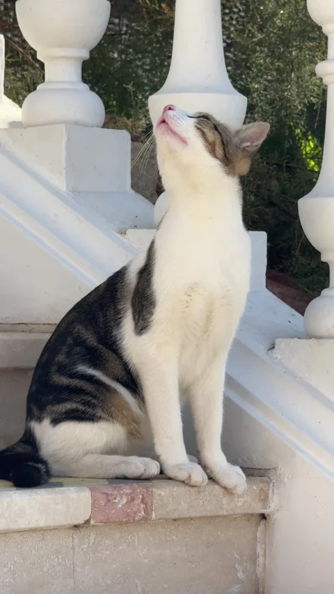 A stray cat sits on the marble staircase, looking directly at the camera with Stock Footage 303359178