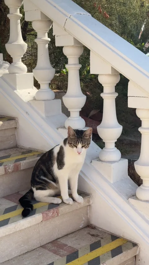 A stray cat sits on the marble staircase, looking directly at the camera with Stock Footage 305389436