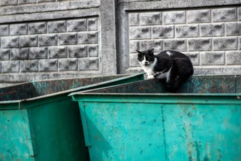 A stray cat sits on trash cans. Stock Photos