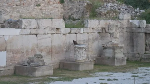 Stray cat sitting on an ancient column in Hadrian's Library ruins in Athens Stock Footage 340385050