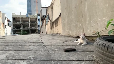 Stray cat  sitting on concrete ground with abandoned building in Bangkok city Stock Footage 193985996