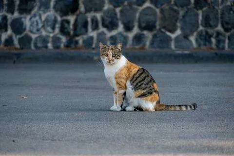 Stray Cat Sitting on Empty Asphalt Road Photos